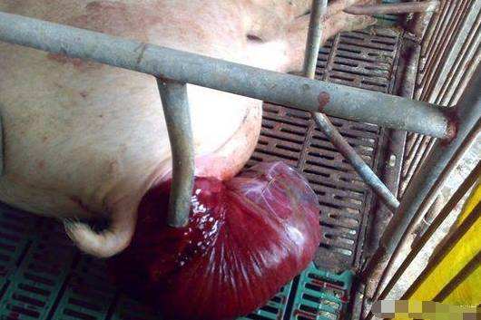 什么病会造成猪脱肛,猪脱肛病