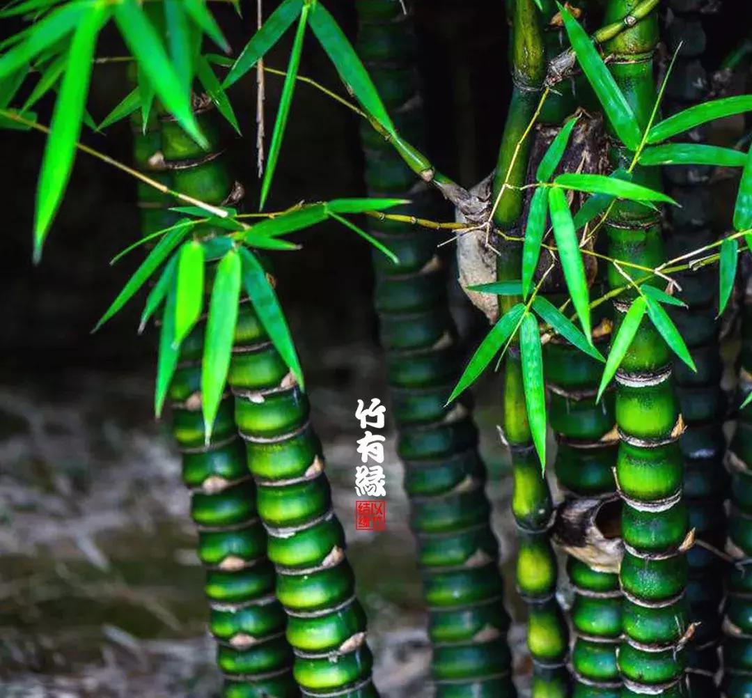 罗汉竹是怎么养的,罗汉竹怎么养好活