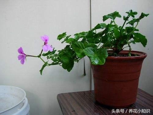 买的盆栽养不活有猫腻吗,刚从花店买回来的盆栽要换土