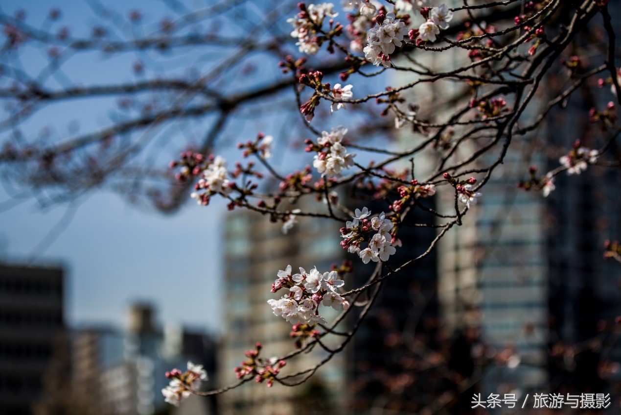 认识日本瓷器,认识日本国旗