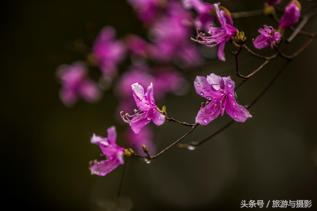 认识日本瓷器,认识日本国旗