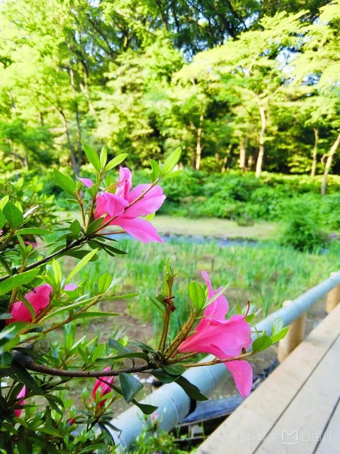 明治神宫参观,明治神宫和哪些景点一起游览好玩