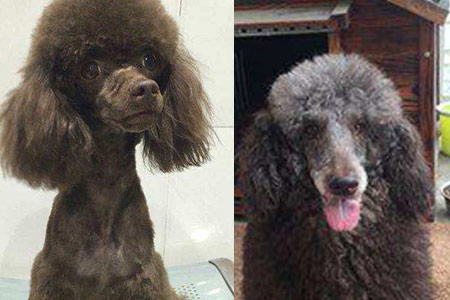 为什么贵宾犬有时候鼻子红红的,贵宾犬长大颜色会变吗