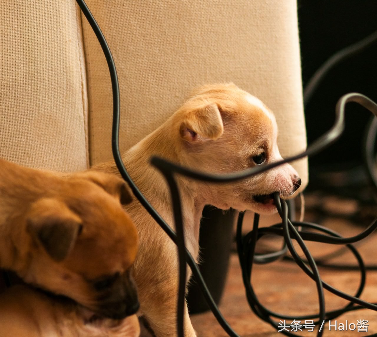 降低拆家几率!正确使用玩具可更正狗狗陋习,主人勿忘重要性