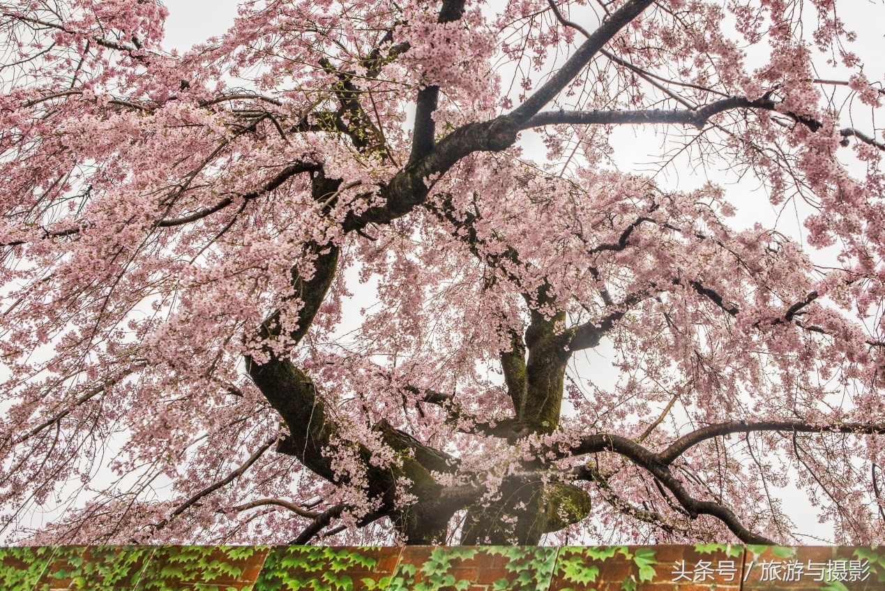认识日本瓷器,认识日本国旗