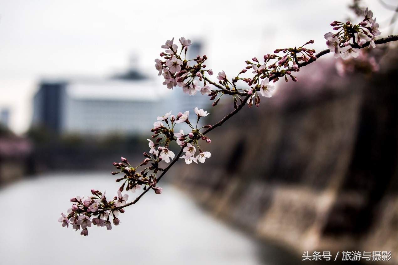 认识日本瓷器,认识日本国旗