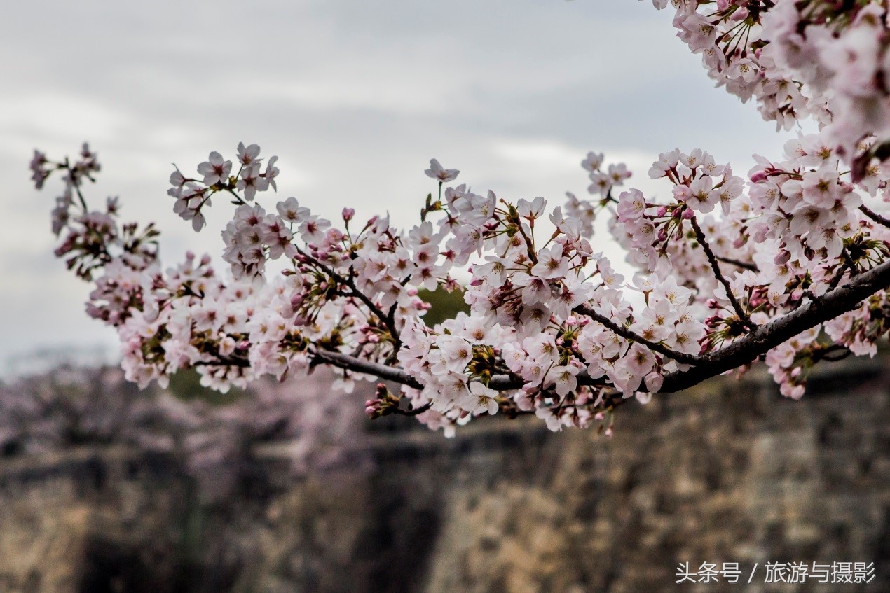 认识日本瓷器,认识日本国旗
