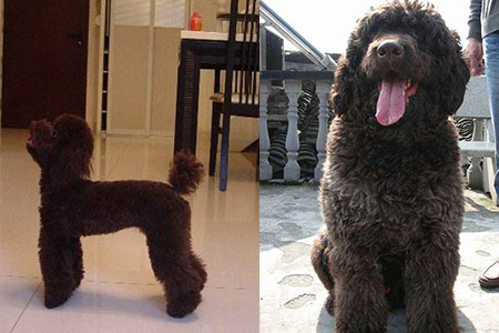 为什么贵宾犬有时候鼻子红红的,贵宾犬长大颜色会变吗