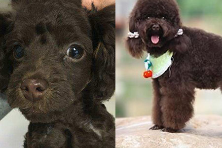 为什么贵宾犬有时候鼻子红红的,贵宾犬长大颜色会变吗