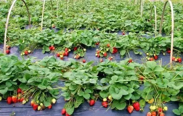 魔都温泉摘草莓,魔都温泉一日游攻略