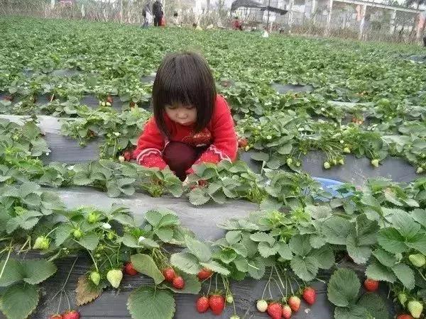 魔都温泉摘草莓,魔都温泉一日游攻略