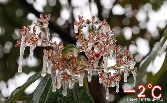 这两天德宏拽伤了,和全世界对话都是:我20度!