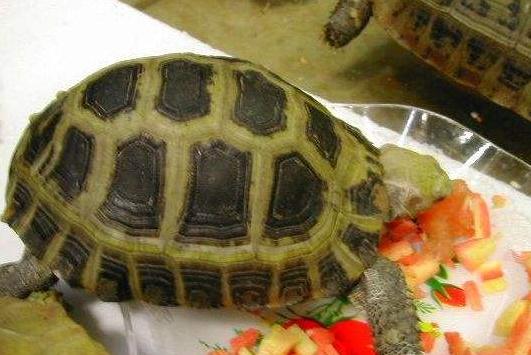 缅甸陆龟正确泡澡方法,缅甸陆龟生病怎么处理
