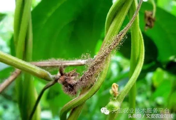 草莓灰霉病图谱及防治,黄皮果灰霉病图谱