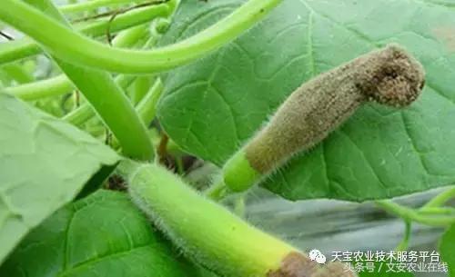 草莓灰霉病图谱及防治,黄皮果灰霉病图谱