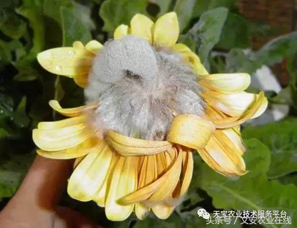 草莓灰霉病图谱及防治,黄皮果灰霉病图谱