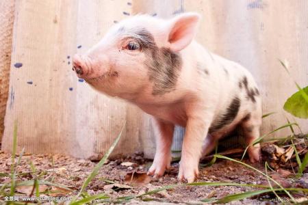 细小病毒怎么治疗,细小病毒怎么治疗最快的方法