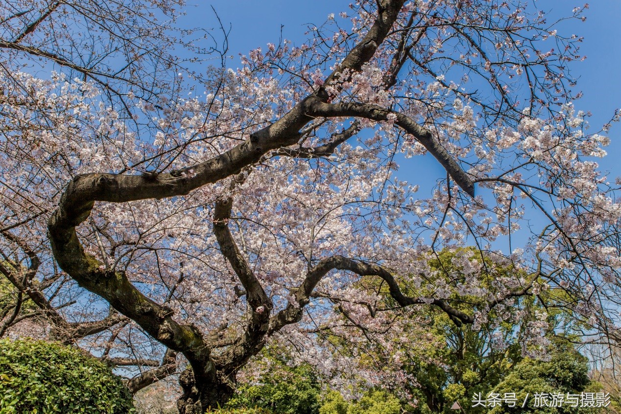 认识日本瓷器,认识日本国旗