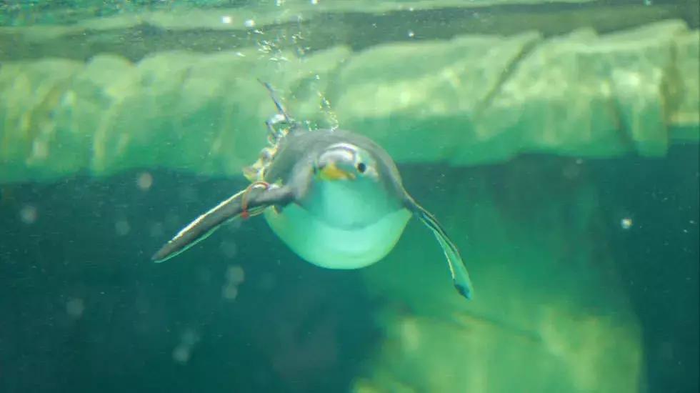 迪拜上天下海冲沙攻略,迪拜沙漠冲沙一日游