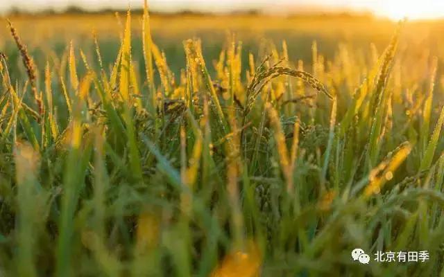 都说东北五常稻花香大米好吃,这是有原因的