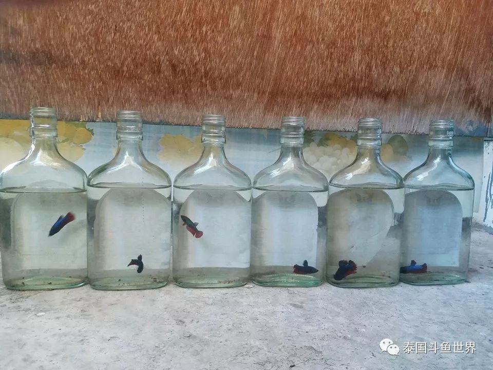 如何养好斗鱼泰国斗鱼,泰国斗鱼鱼苗喂养教程