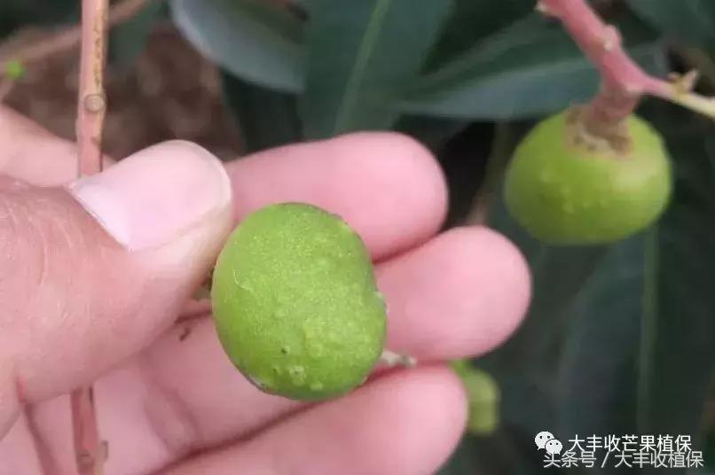 芒果烂了为什么呈网状,芒果熟了烂心是什么原因