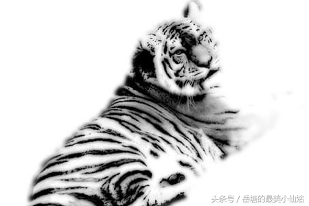 生肖属虎的人和什么生肖最般配,生肖虎适合和哪些生肖配对