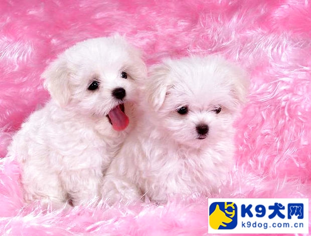 k9知识,比熊犬多大才能做美容修剪