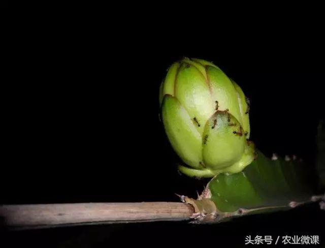 蚂蚁防治最好方法,蚂蚁防治小妙招