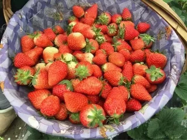 魔都温泉摘草莓,魔都温泉一日游攻略