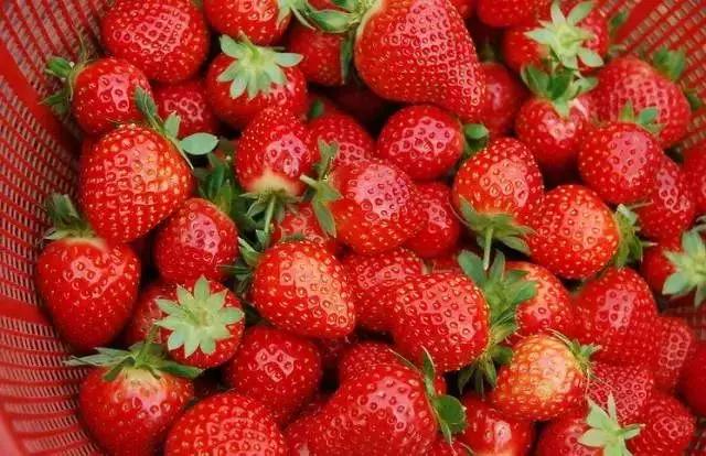 魔都温泉摘草莓,魔都温泉一日游攻略