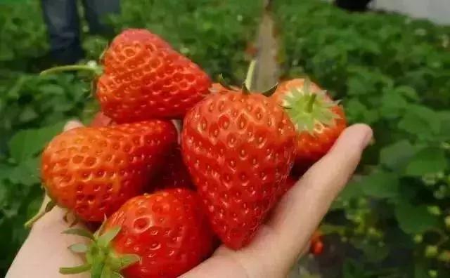 魔都温泉摘草莓,魔都温泉一日游攻略