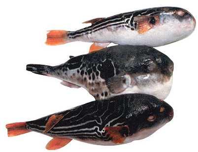 食物中毒的常用的急救措施有,食物中毒怎么解毒上吐下泻