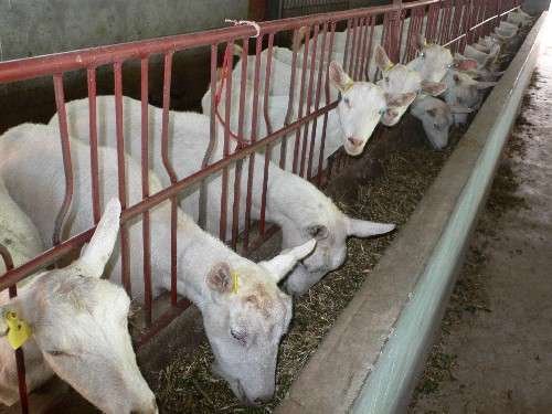 养羊疾病与兽药,防羊病常用的兽药