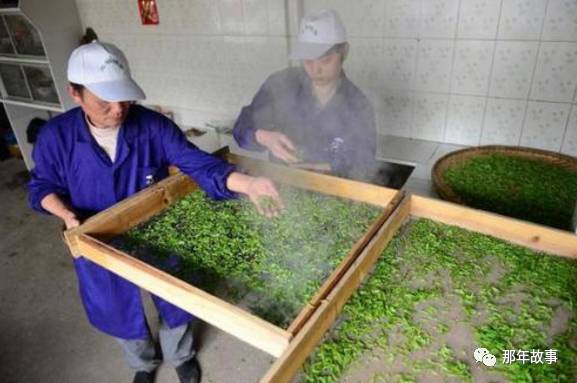 做茶叶的过程中杀青是什么,茶叶制作工艺都杀青么