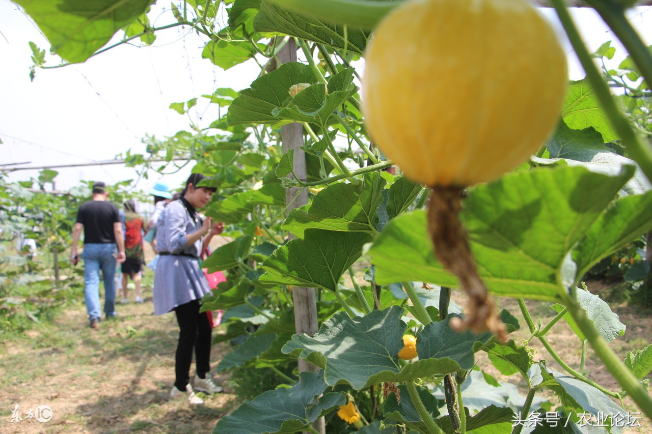 生态农业种植前景,生态农业可持续发展的措施