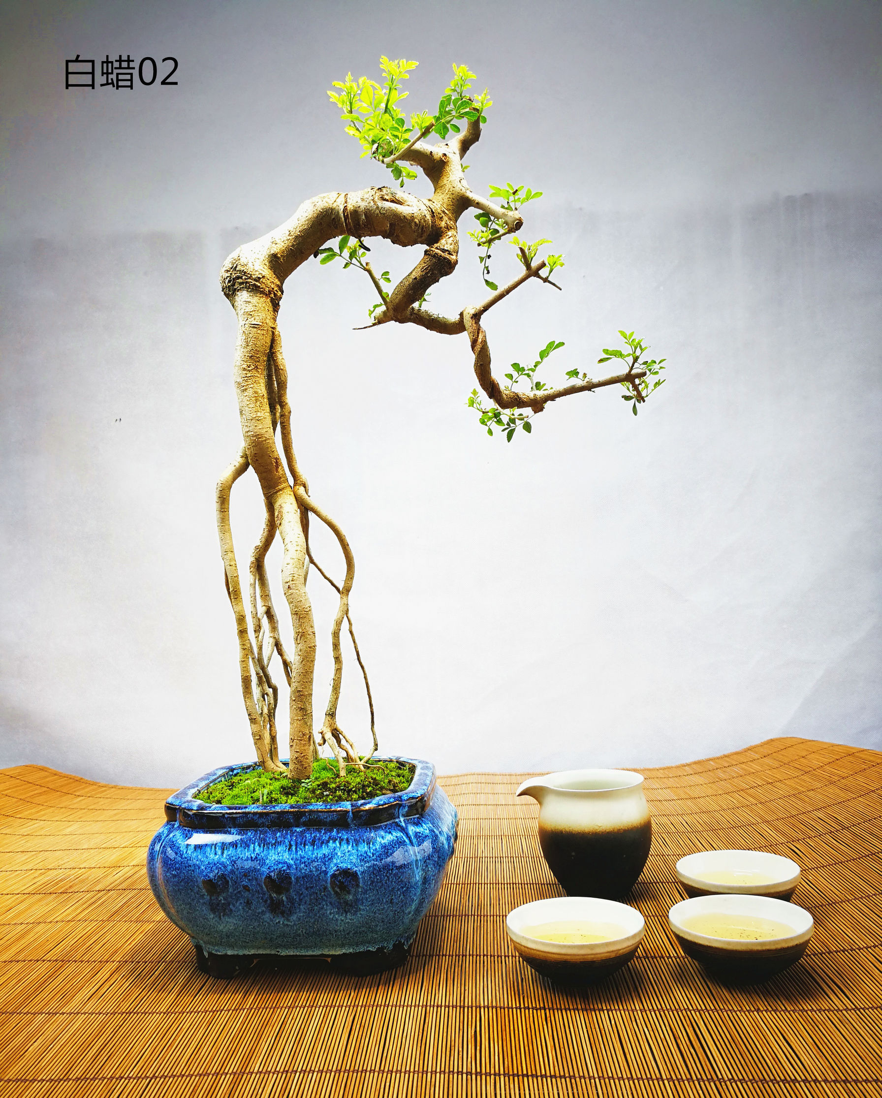 白蜡提根抱石盆景,高提根对节白蜡盆景