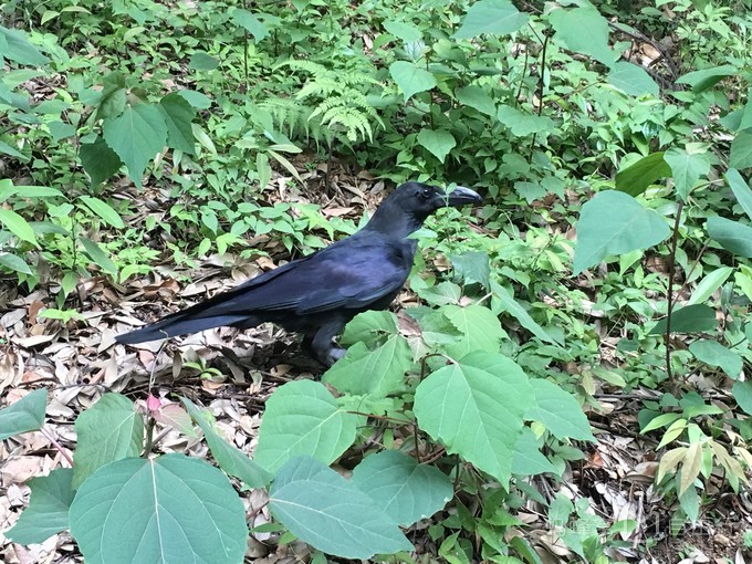 明治神宫参观,明治神宫和哪些景点一起游览好玩
