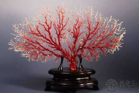 你印象中的珊瑚是怎么样的？关于价格看色的珊瑚究竟如何？来看看