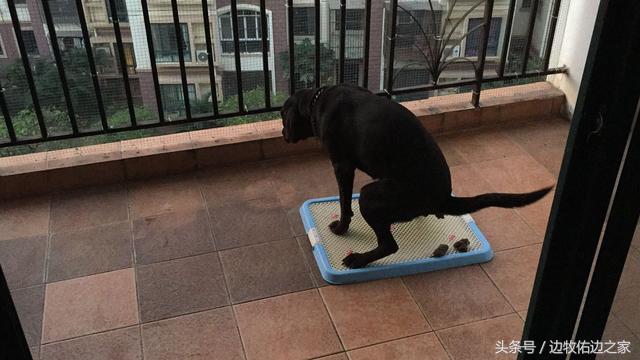 多大的狗狗可以训练定点大小便,狗狗固定地点大小便