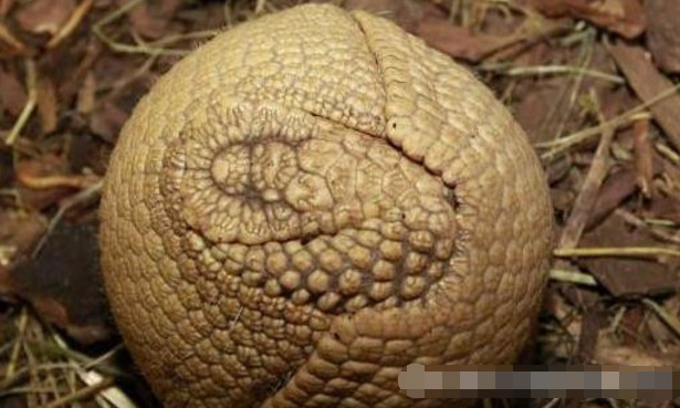 农村小伙在山上看见不明生物,农村小伙在山里看见一个古建筑