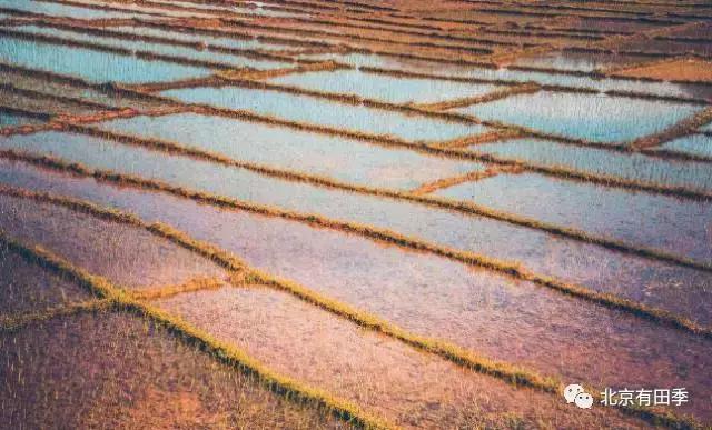 都说东北五常稻花香大米好吃,这是有原因的