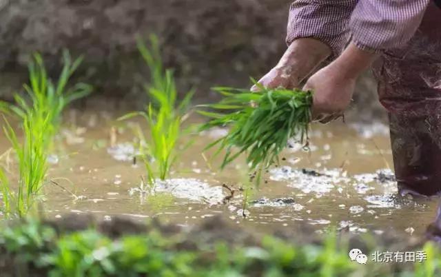 都说东北五常稻花香大米好吃,这是有原因的