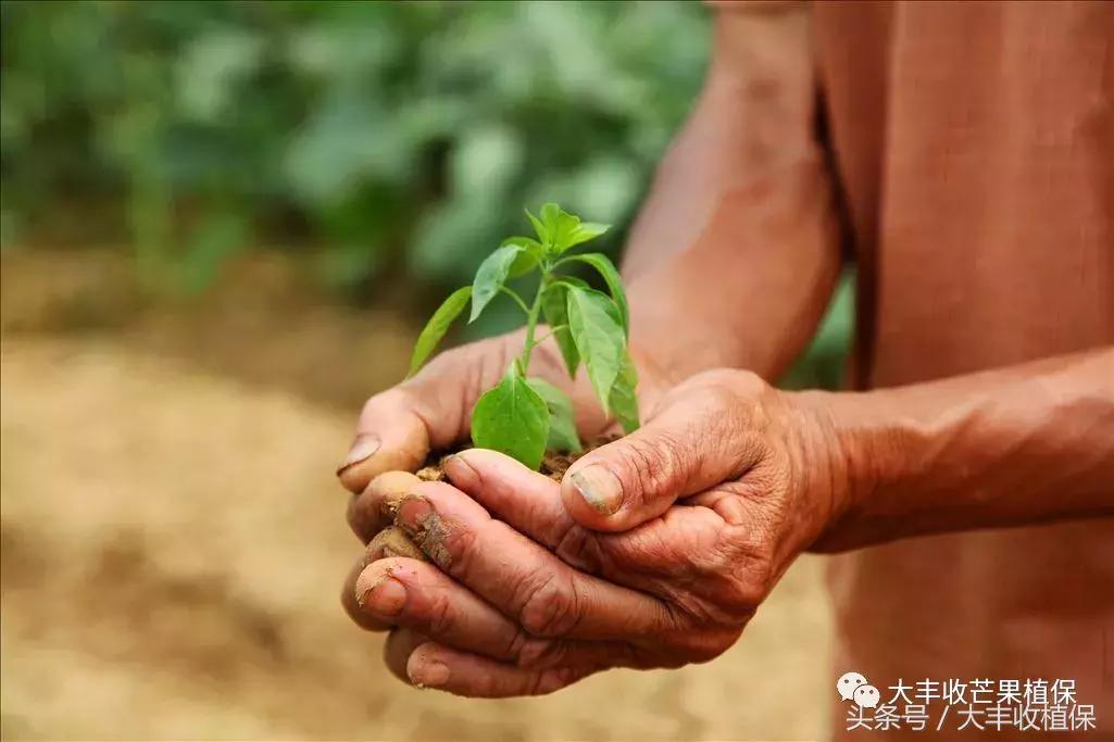 芒果烂了为什么呈网状,芒果熟了烂心是什么原因
