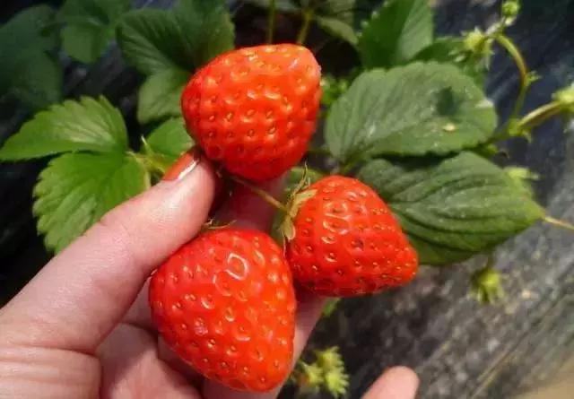 魔都温泉摘草莓,魔都温泉一日游攻略