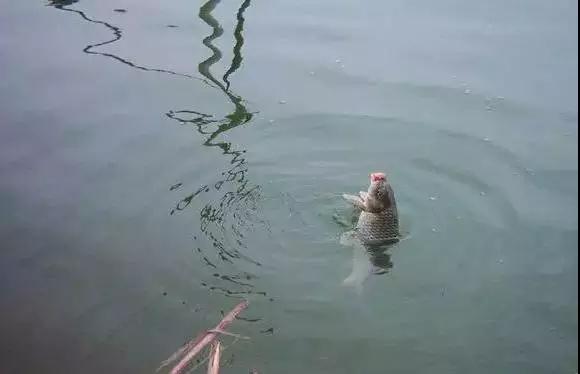 怎么看顿口必中鱼,为什么顿口能中鱼