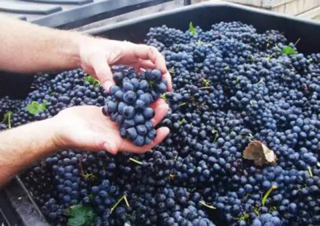 无醇葡萄酒和脱醇葡萄酒的区别,什么样的葡萄酒是甜的