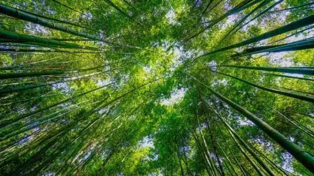 竹的海洋,竹子的海洋