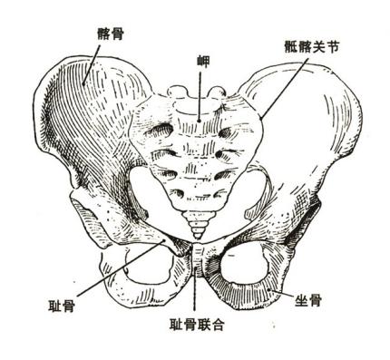 为什么臀部会发育不良,小孩臀部肌肉松弛