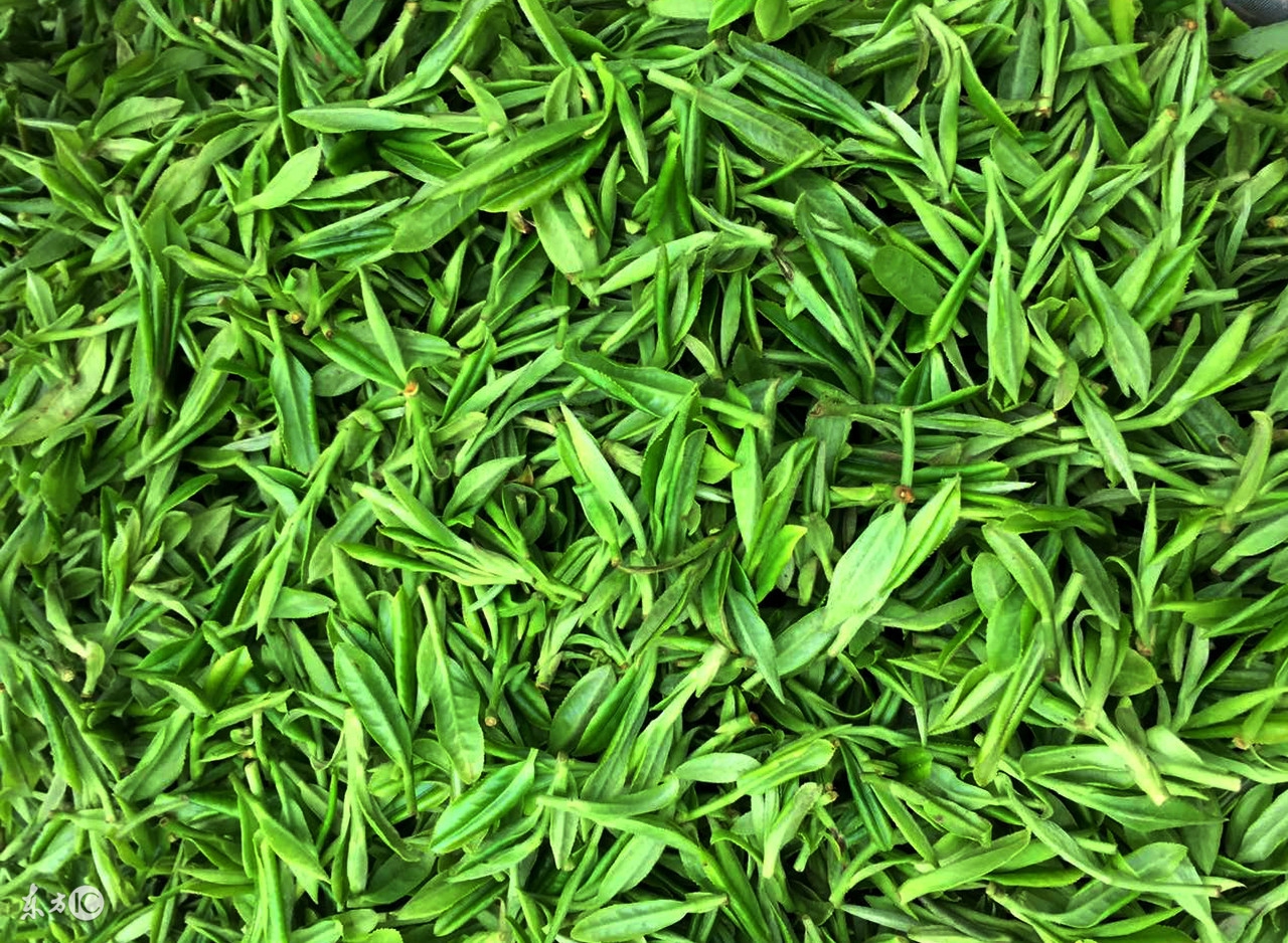 阿里山高山茶的冲泡茶具,高山茶讲解